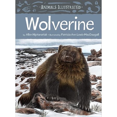 Animals Illustrated: Wolverine