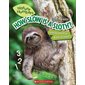 How slow is a sloth?