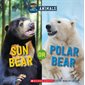Sun bear or polar bear?