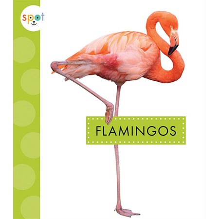 Flamingos: Spot Big Birds