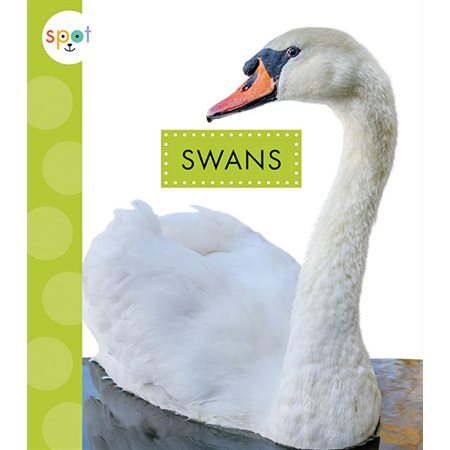 Swans: Spot Big Birds