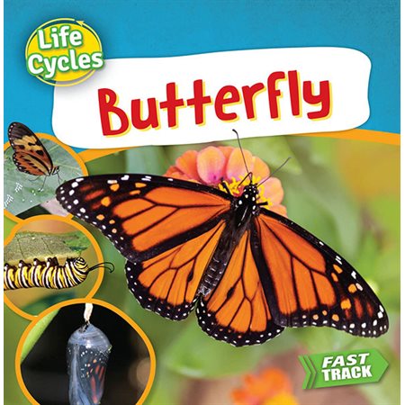 Butterfly: Life Cycles