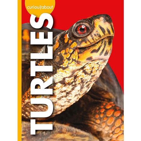Curious about Turtles