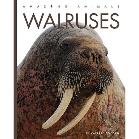 Walruses: Amazing Animals: Walruses