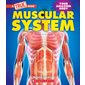 Muscular system: Your amazing body