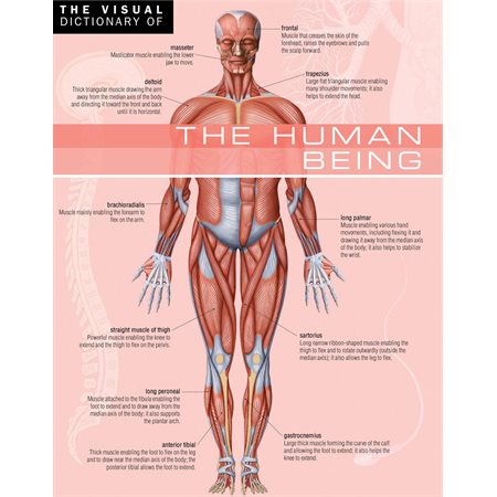 The Visual Dictionary of The Human Being