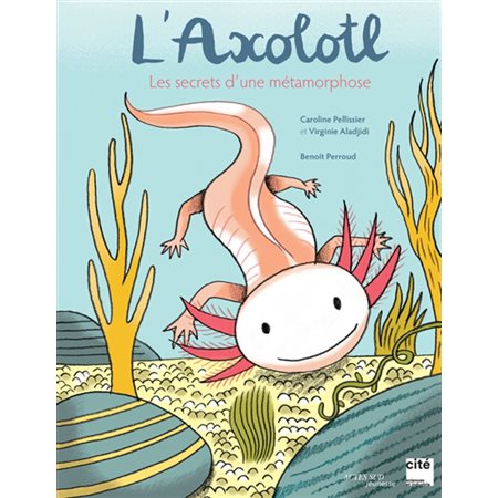 L'axolotl, les secrets d'une métamorphose